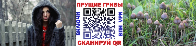 Галлюциногенные грибы Psilocybe  Нахабино 